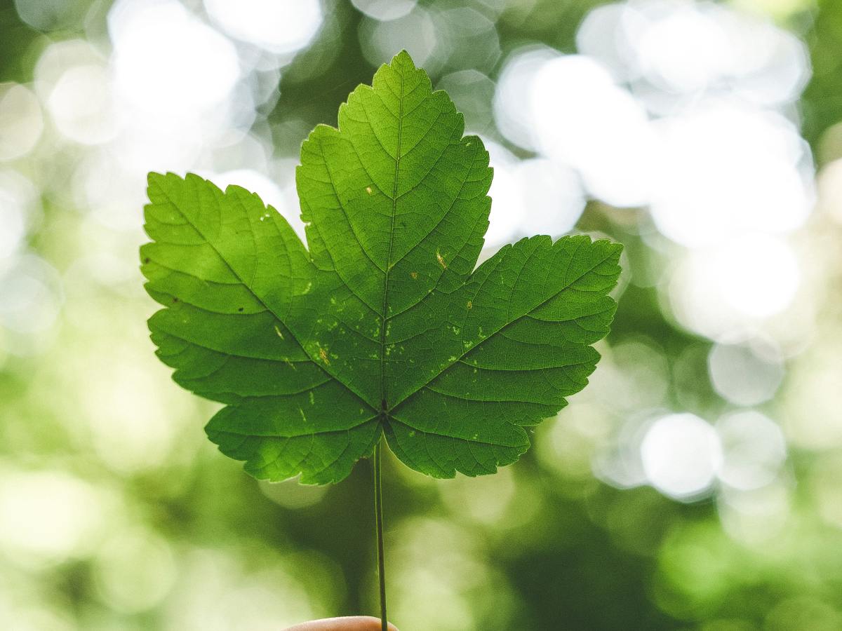 Québec solidaire: parti de l’avenir? 